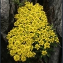 Picture for category Draba