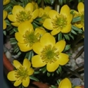 Picture for category Eranthis