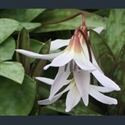 Picture for category Erythronium