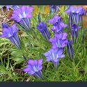 Picture for category Gentiana - autumn flowering