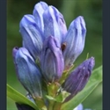 Picture for category Gentiana - Chinese species