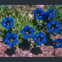 Picture for category Gentiana - European species