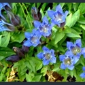 Picture for category Gentiana septemfida and relatives