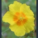 Picture for category Helianthemum