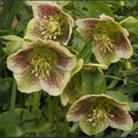 Picture for category Helleborus