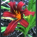 Picture for category Hemerocallis