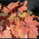 Picture for category Heucherella