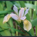 Picture for category Iris Californicae series (Pacific Coast irises)