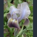 Picture for category Iris Hexapogon section (Regelia and Oncocyclus irises)