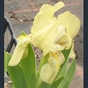 Picture for category Iris Iris  series(bearded irises)