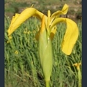 Picture for category Iris Laevigatae series (including Japanese irises)