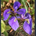 Picture for category Iris Tripetalae series (Iris hookeri and relatives)