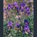Picture for category Iris Unguiculares section