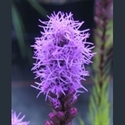 Picture for category Liatris