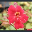 Picture for category Mimulus - small varieties