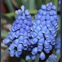 Picture for category Muscari
