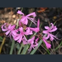 Picture for category Nerine