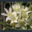Picture for category Ornithogalum