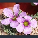 Picture for category Oxalis - bulbous varieties