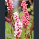 Picture for category Persicaria