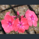 Picture for category Phlox - large herbaceous varieties