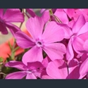 Picture for category Phlox - small alpine varieties