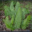 Picture for category Polystichum