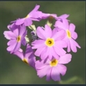 Picture for category Primula Aleuritia section