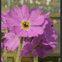 Picture for category Primula Cortusoides section