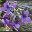 Picture for category Primula Crystallophlomis section (nivales)