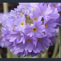 Picture for category Primula Denticulata section
