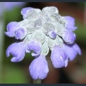 Picture for category Primula Muscarioides section