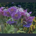 Picture for category Primula Sikkimensis section