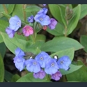 Picture for category Pulmonaria