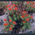 Picture for category Rhodiola