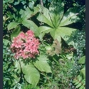 Picture for category Rodgersia