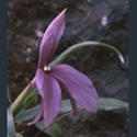 Picture for category Roscoea