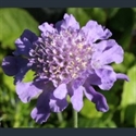 Picture for category Scabiosa