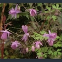 Picture for category Semiaquilegia