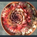 Picture for category Sempervivum