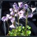 Picture for category Soldanella