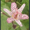 Picture for category Tricyrtis