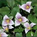 Picture for category Trillium