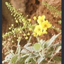 Picture for category Verbascum