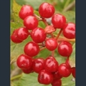 Picture for category Viburnum