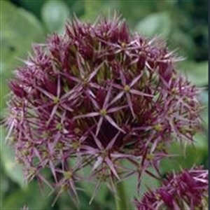 Picture of Allium cristophii