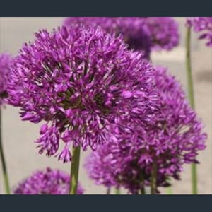 Picture of Allium hollandicum 'Purple Sensation'