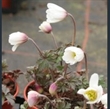 Picture of Anemonoides (Anemone) blanda 'White Splendour'