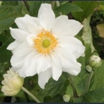 Picture of Anemone x hybrida 'Whirlwind'