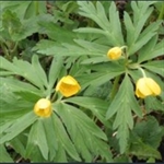 Picture of Anemone ranunculoides subsp. ranunculoides